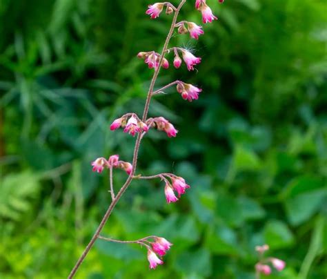 34 Stunning Pink Perennial Flowers That Will Brighten Any Garden
