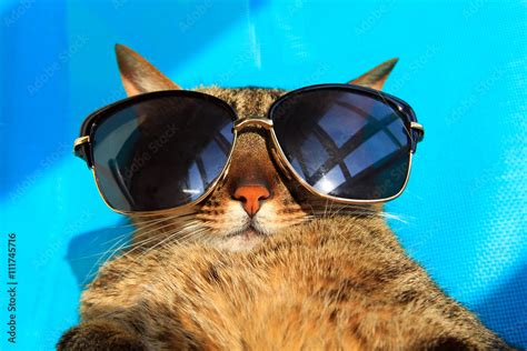 Funny Cat Wearing Sunglasses Relaxing In The Sun Vacation Summer