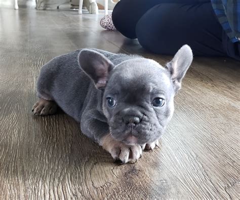 Visit us now to find your dog. French Bulldog Puppies For Sale | Township of Greenwood ...