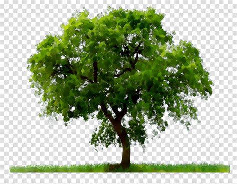 Minecraft Oak Tree Png
