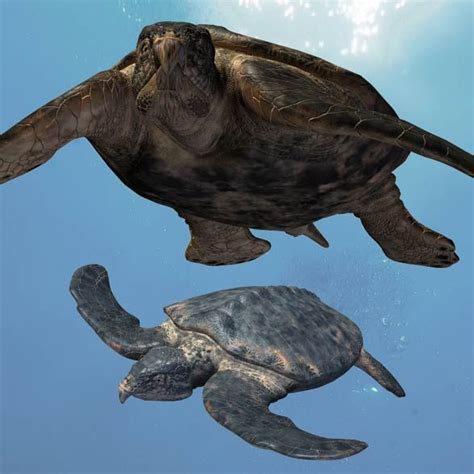 Archelon Ischyros Turtle Extinct Animals Prehistoric Animals