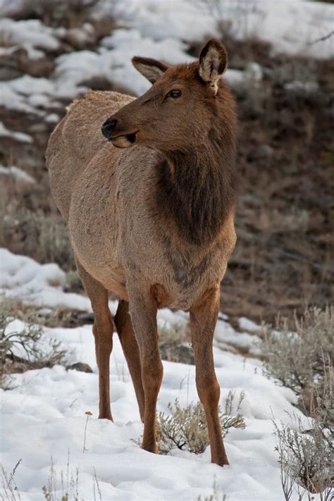 Elk Deer And Moose Hnilsson Image Photography Elk Beautiful World