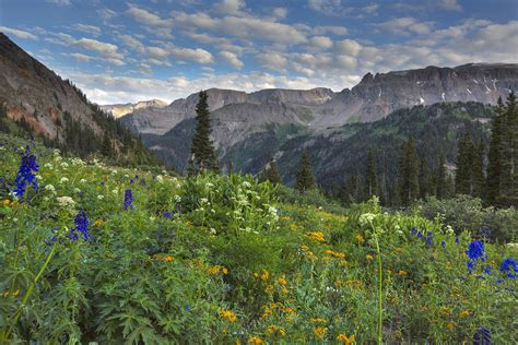 Colorado Wildflowers Yankee Boy Basin Evening 1 Photograph By Rob Greebon
