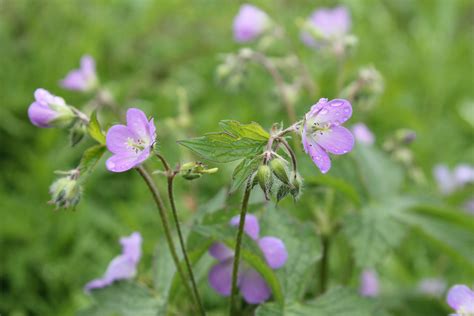 Wild Geranium Blooming During Early Spring Photo By Lane Richter