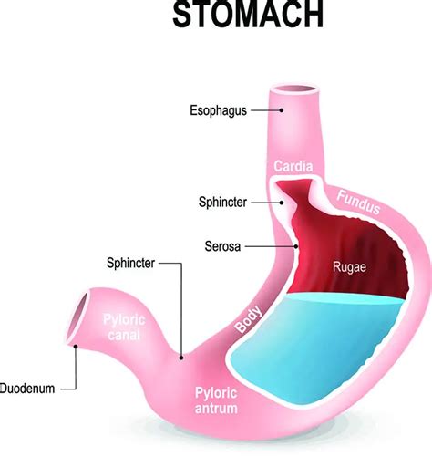 The Stomach Education Site