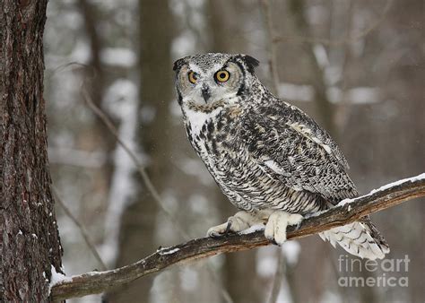 Great Horned Owl Perched On A Snowy Branch Photograph By Inspired