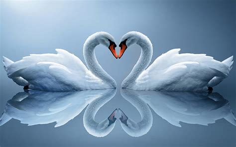 Hd Wallpaper White Swan Couple Love Heart Shaped Reflection