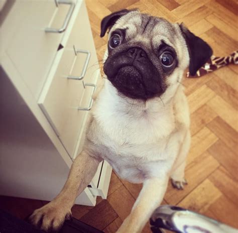 A Pug Dog Sitting On The Floor Looking Up