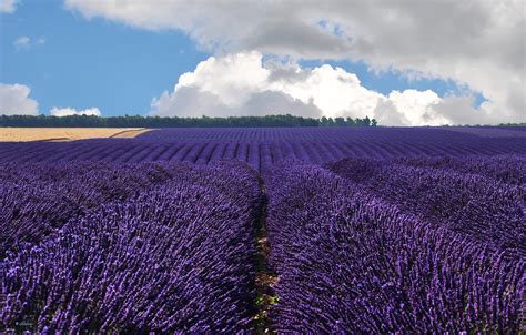 Wallpaper Field Clouds France France Lavender Valensole Valensole