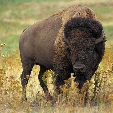 Native Tribes From Us And Canada Sign Bison Treaty American Bison