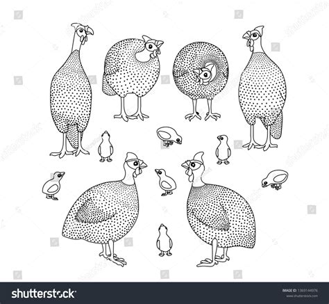 549 Vector Guinea Fowl Illustrations Images Stock Photos And Vectors