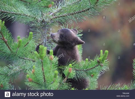 Black Bear Cubs Tree High Resolution Stock Photography And Images Alamy