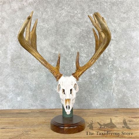 Whitetail Deer Taxidermy For Sale