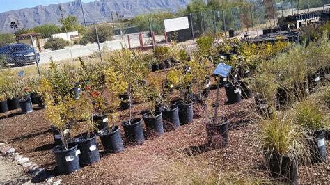 How to have an attractive grassless yard by helen abresch, el paso. Native Plant Nursery El Paso | AdinaPorter