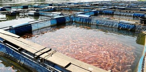 Indian Government Adds Shrimp Finfish Farming To New 63 Billion
