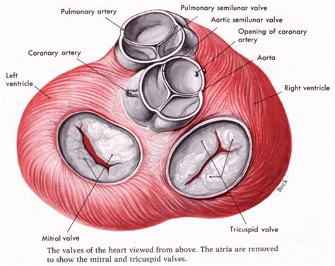 The Heart And Ekg I Anatomy Of The Heart 1 Heart Valves
