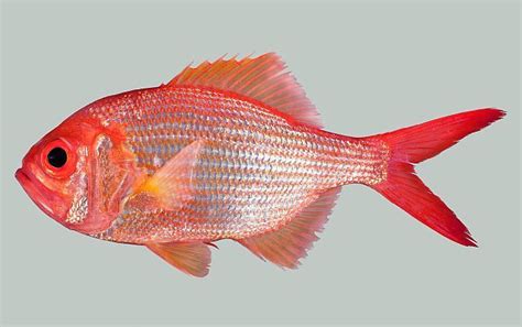 How to read a fish finder nz. Fishes of New Zealand