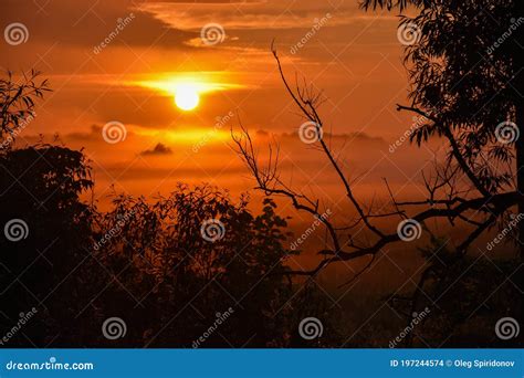 Orange Sunrise With Fogs In The Forest Silhouettes Of Trees At Dawn