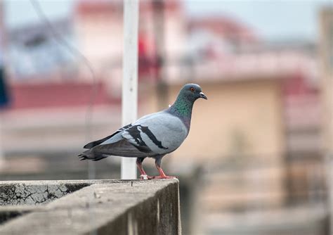 Rock Pigeon Dove Bird Free Photo On Pixabay Pixabay