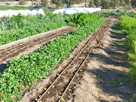 Choosing The Best Drip Irrigation System For Your Garden Sunday Gardener