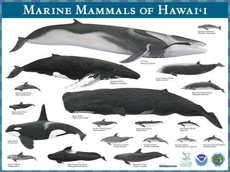 320 best images about Marine Mammals on Pinterest | Humpback whale