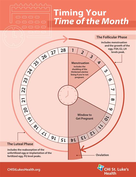 A Womans Guide To Her Menstrual Cycle Menstrual Cycle Chart