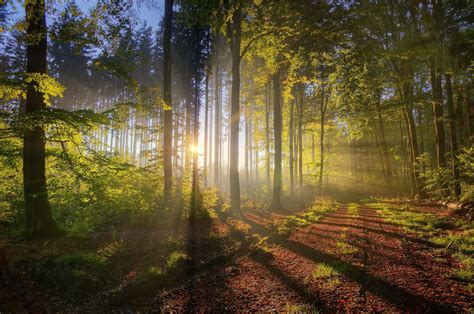Tree Silhouette Forest Sun Light Wallpapers Hd Desktop