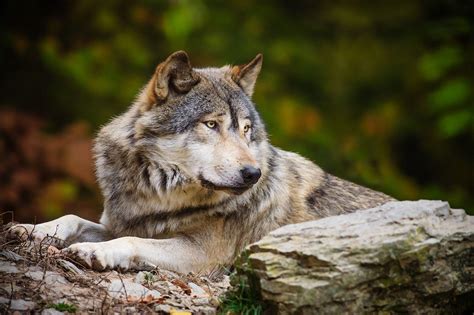 Grey Wolf Wallpapers Wallpaper Cave
