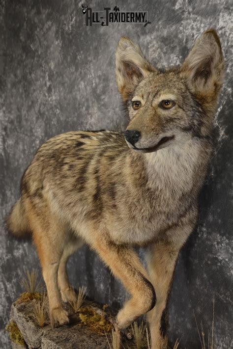 Full Body Coyote Taxidermy Mount For Sale Sku 2050 All Taxidermy