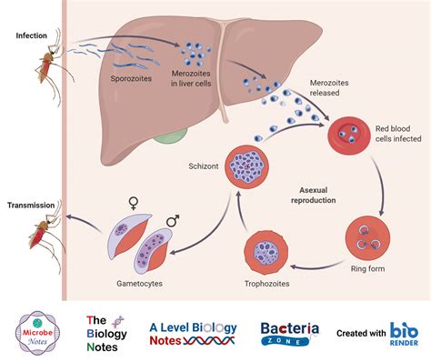Plasmodium Vivax Life Cycle In Man And In Mosquito
