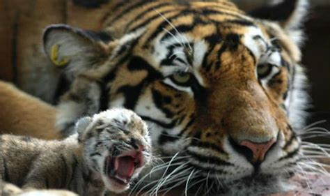 International Tiger Day 10 Things You Need To Know About Indias