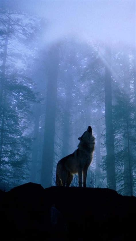 Dark Forest Wolf Wallpaper