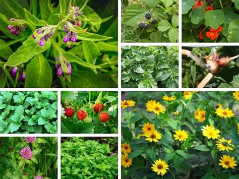 10 Popular Easy To Grow Plants For Permaculture The Small Town Homestead
