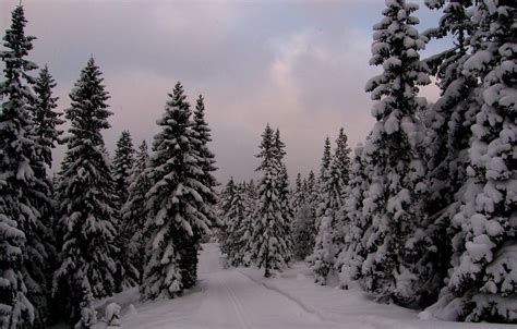 Wallpaper Winter Forest Snow The Evening Ate Frost Norway Forest