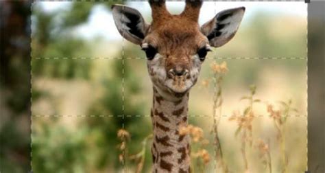 beautiful serengeti episodi trama e cast tv sorrisi e canzoni