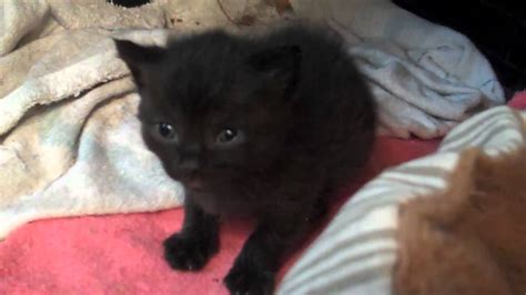 Pictures Of Baby Black Kittens Fluffy Black Boy Kitten 9 Weeks Old