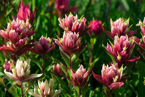 Maybe you would like to learn more about one of these? Rocky Mountain Wildflower | Rocky mountains, Wild flowers ...