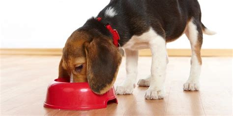 Feeding puppies, especially feeding newborn puppies, requires patience. Pet Parenting 101: Tips for Feeding Your Puppy | Make dog ...