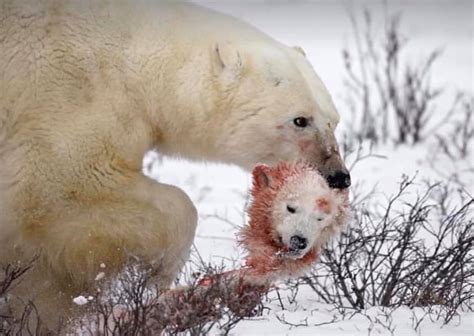 polar bears are forced to eat their india green and wild