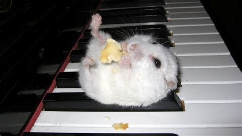 The World Wants More Cute Hamsters Are The Answer