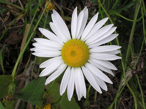 Oxeye Daisy Wiktionary The Free Dictionary