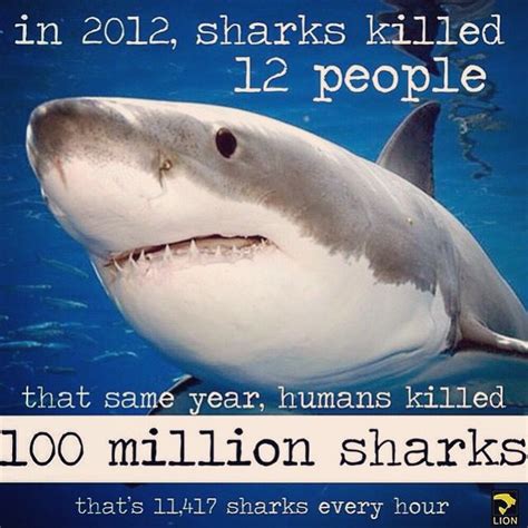 Wildlifeearth Great White Shark Shark Shark Facts