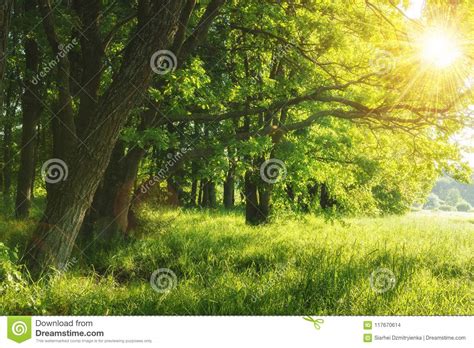 Green Summer Nature On Sunny Day Summer Background Trees On Green