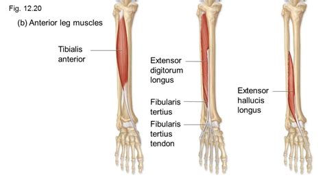 The flexor digitorum longus and the flexor hallucis longus muscles. The Complete Guide to Your Extensor Hallucis Longus and ...