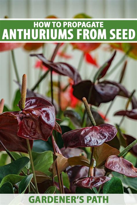 How To Propagate Anthurium Plants From Seed Gardeners Path