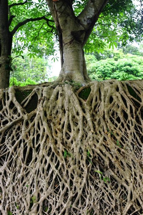 How deep tree roots grow depends on three simple factors. roots all the way down - more normal than not