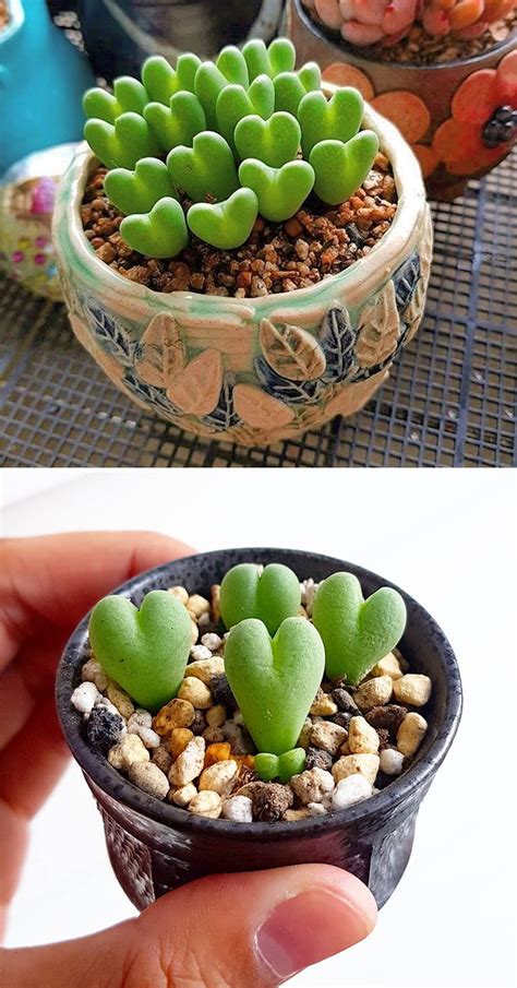 30 Unique Types Of Succulents Youve Probably Never Heard Of Before