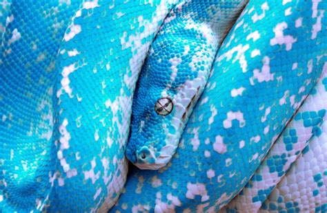 14 Species Of Boas And Pythons Amazing Snakes