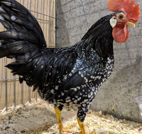 Ancona Chicken Breed Profile Cluckin