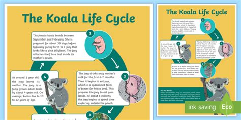 Life Cycle Of A Koala Display Poster Biological Sciences